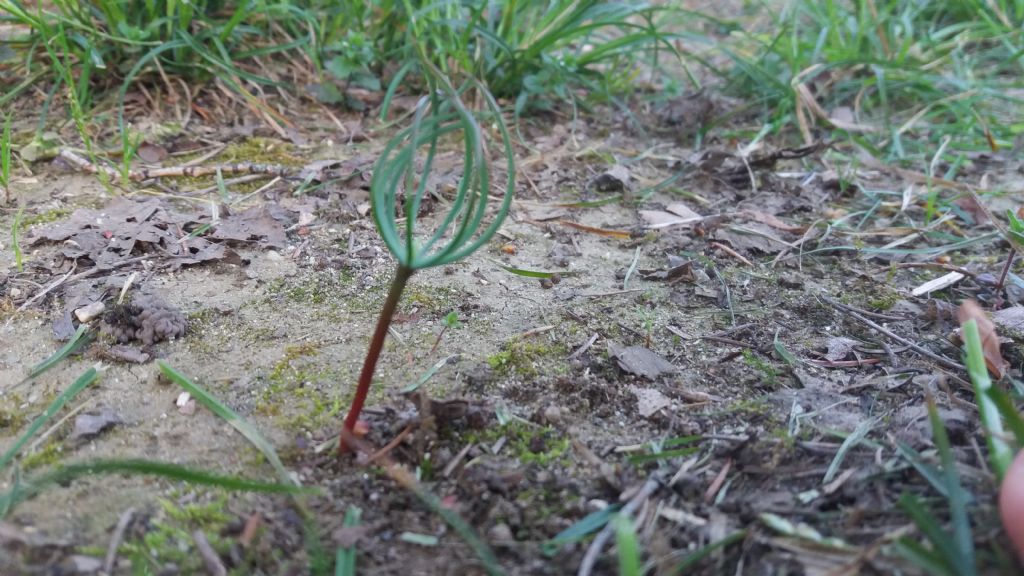 Cosa sarà questa piantina alta pochi cm.? Plantula di Pinus sp.