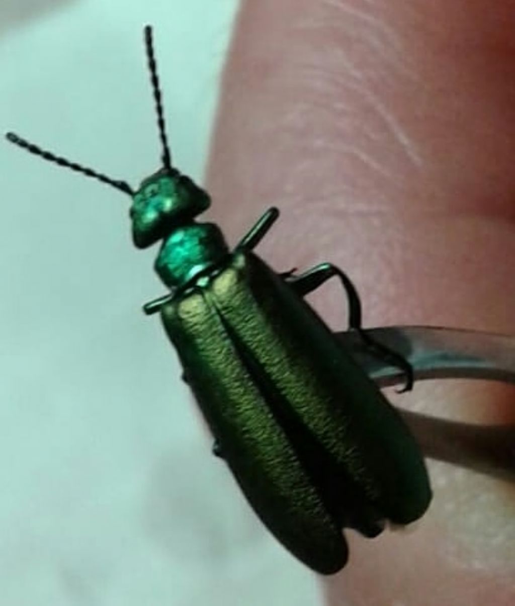 Che insetto ? Meloidae, Lytta vesicatoria