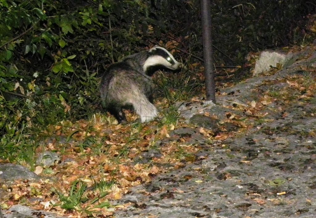 Tasso...d''interesse