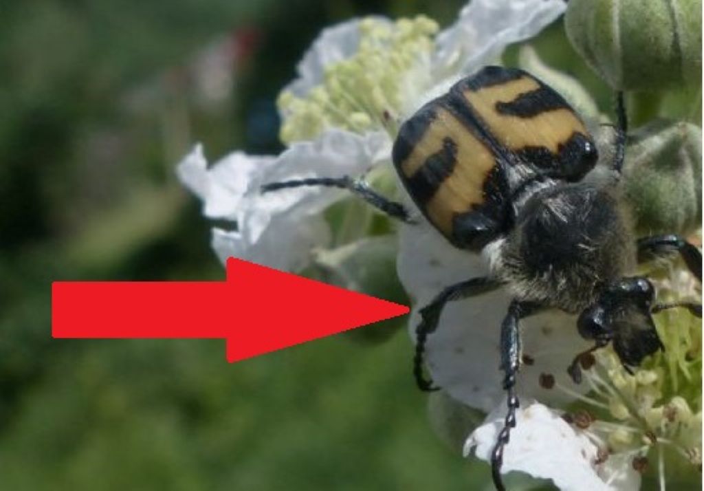 Cetoniidae: Trichius fasciatus
