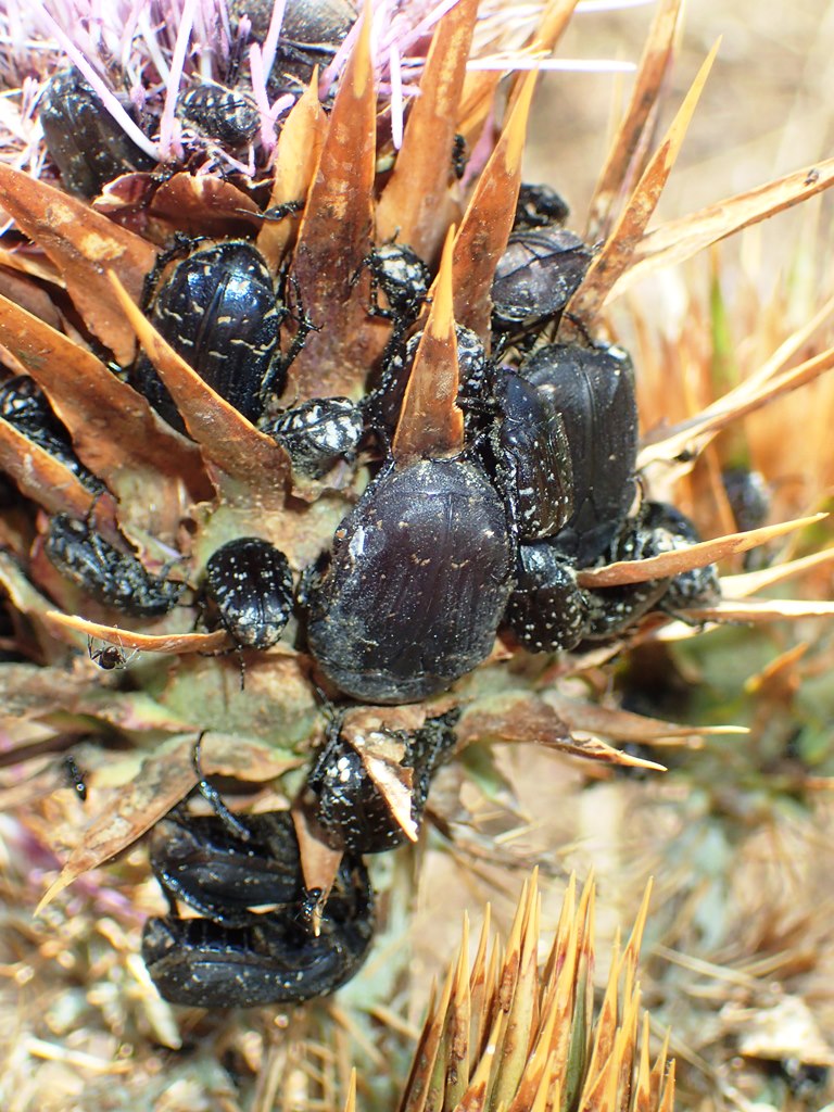 Cleridae: Tilloidea trasversalis, accoppiamento e predazione di Zonitis immaculata