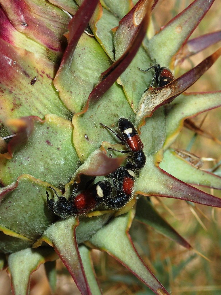 Cleridae: Tilloidea trasversalis, accoppiamento e predazione di Zonitis immaculata