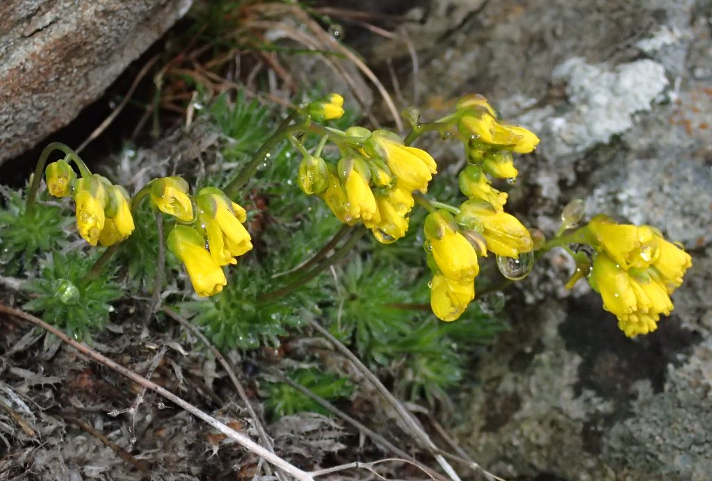 Draba aizoides / Draba aizoide