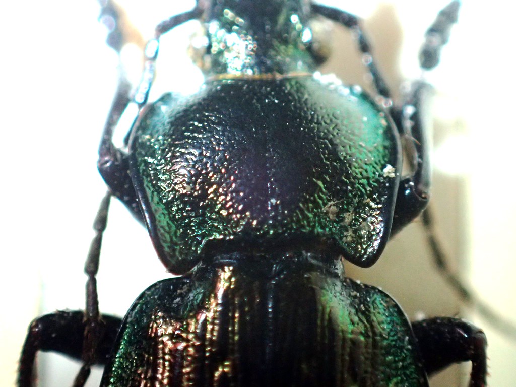 Carabidae: Carabus granulatus interstitialis