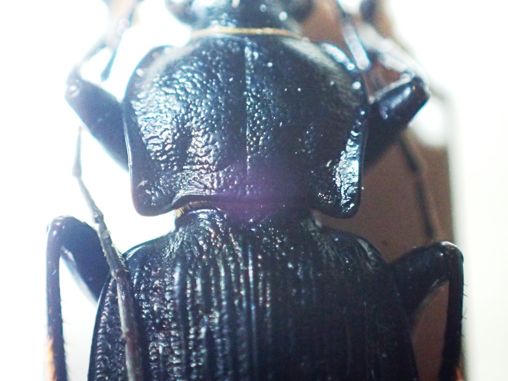 Carabidae: Carabus granulatus interstitialis