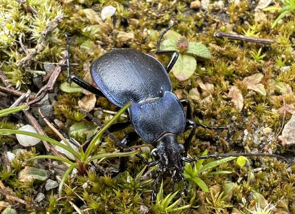 Carabidae: Carabus (Tomocarabus) convexus ♂