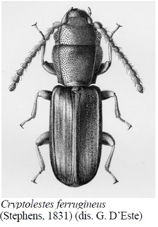 Bothrideres bipunctatus (Bothrideridae) e Cryptolestes cfr. duplicatus (Laemophloeidae)