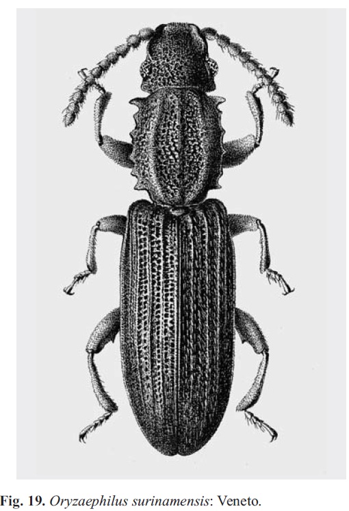 Oryzaephilus surinamensis - Calabria