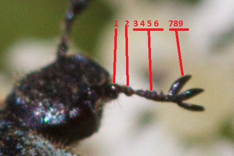 Hoplia argentea?