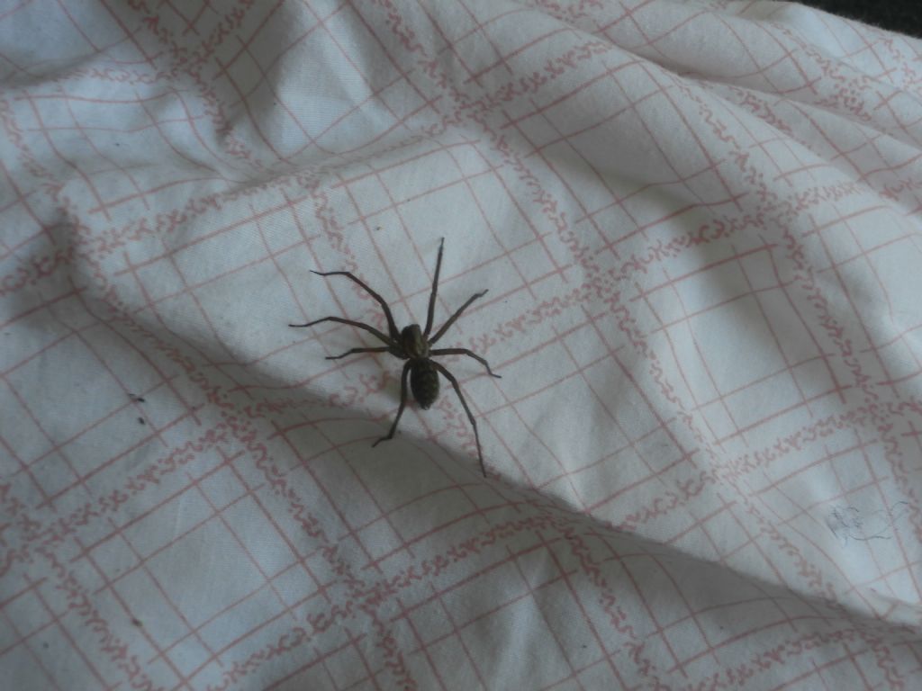 Tegenaria atrica - Belgio