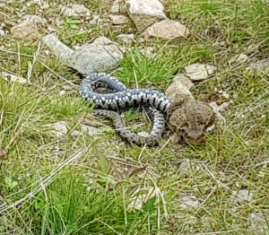 Incontro Valsesia: biscia dal collare (Natrix natrix)  tenta di predare Rospo comune