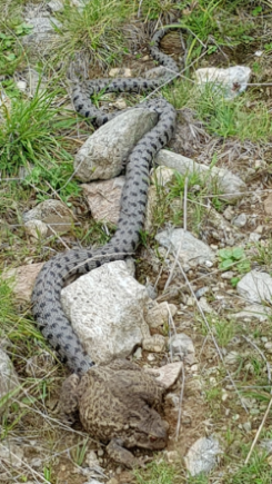 Incontro Valsesia: biscia dal collare (Natrix natrix)  tenta di predare Rospo comune