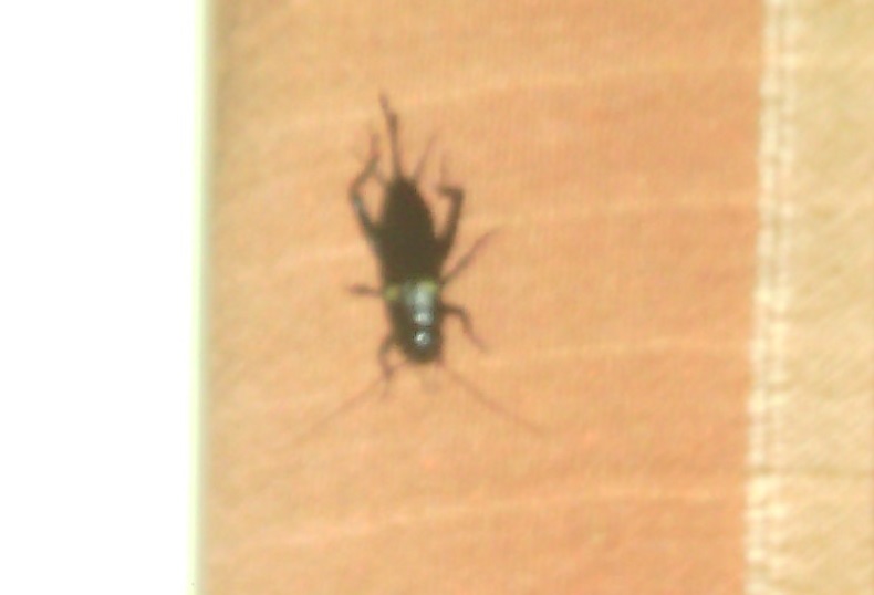 femmina di Gryllus bimaculatus  (Gryllidae)