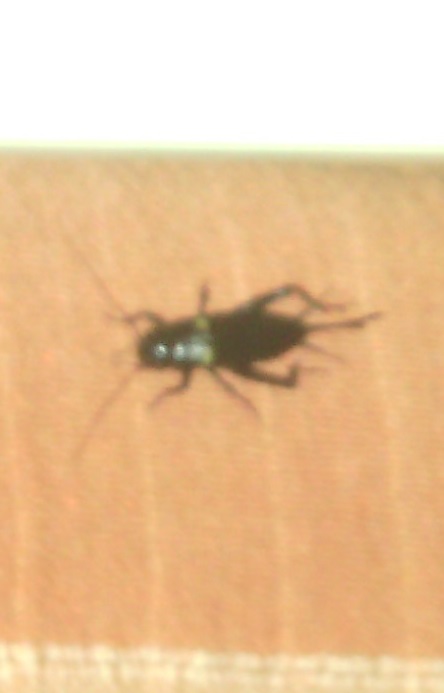 femmina di Gryllus bimaculatus  (Gryllidae)