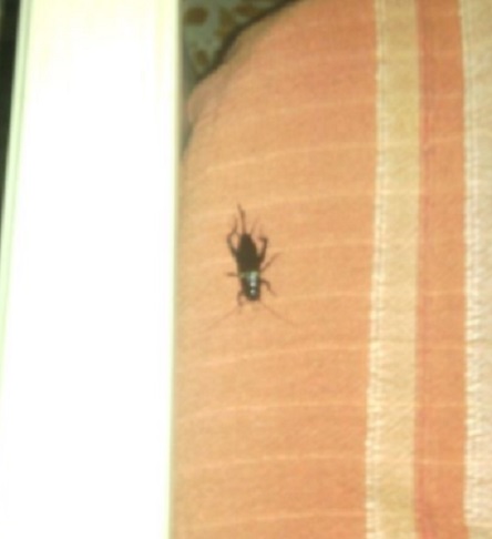 femmina di Gryllus bimaculatus  (Gryllidae)