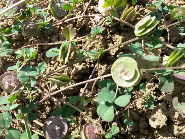 Medicago orbicularis