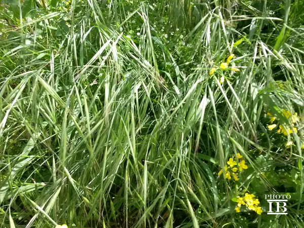 Anisantha sterilis