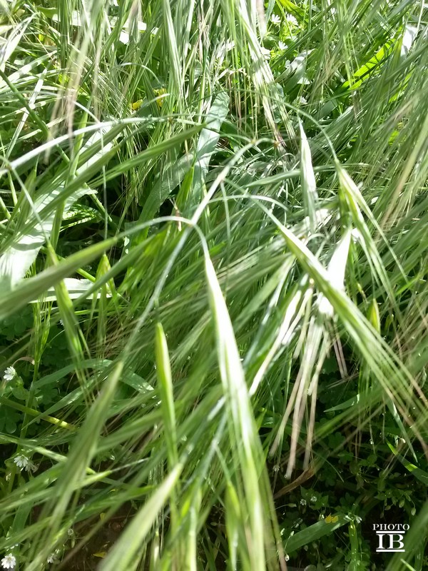 Anisantha sterilis
