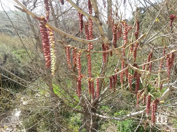 Populus nigra / Pioppo nero