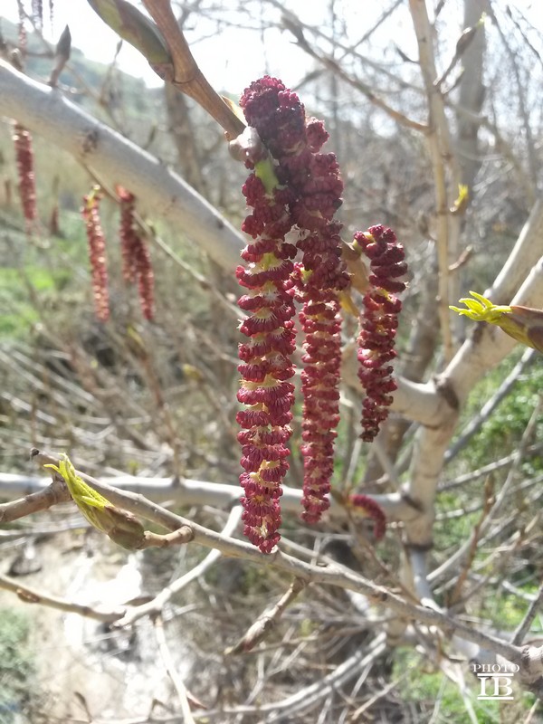 Populus nigra / Pioppo nero