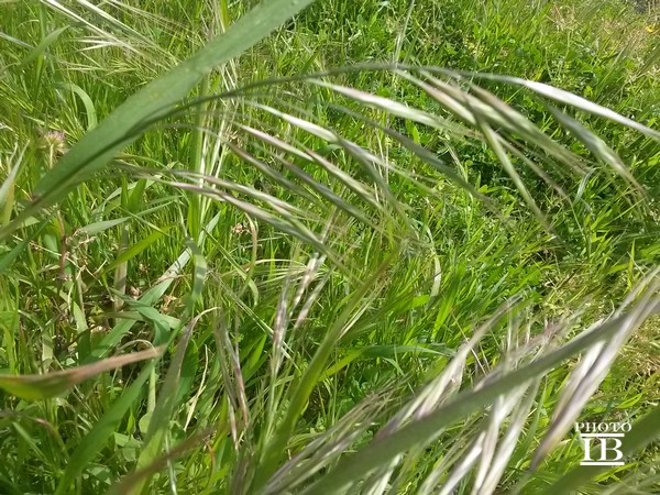 Anisantha sterilis