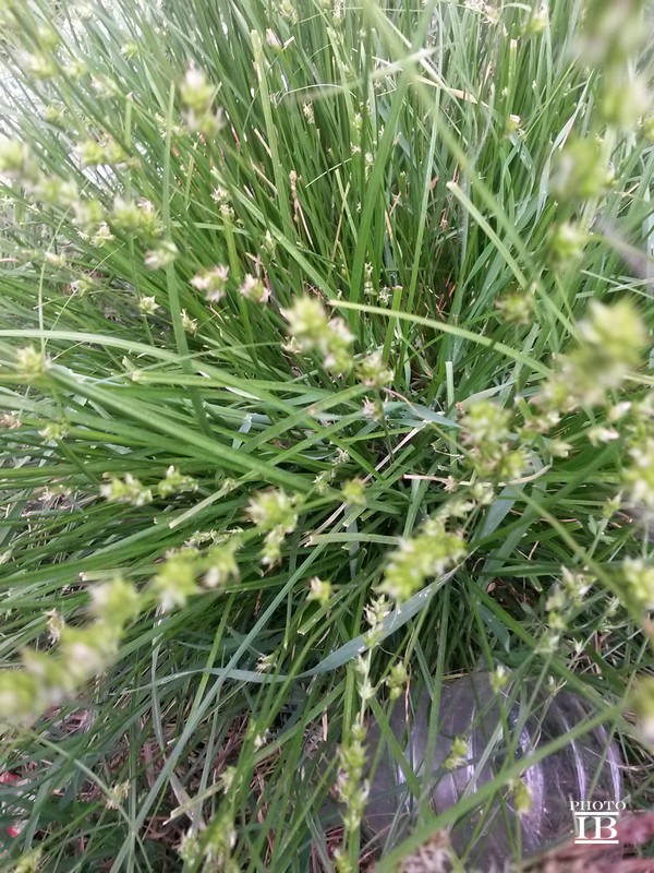 Carex divulsa