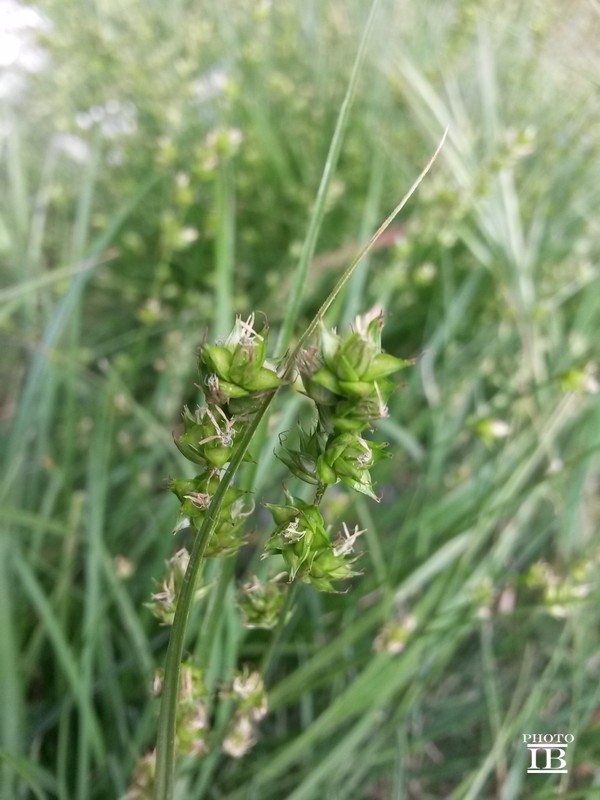 Carex divulsa