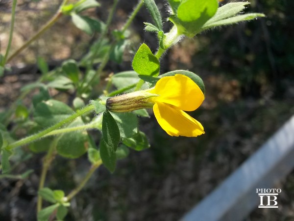 Tetragonolobus biflorus (=Lotus biflorus) / Ginestrino aranciato