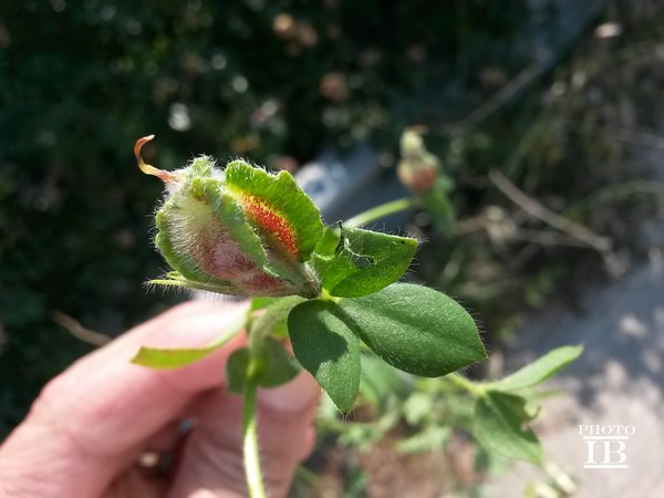 Tetragonolobus biflorus (=Lotus biflorus) / Ginestrino aranciato