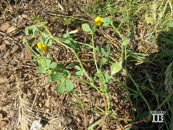 Tetragonolobus biflorus (=Lotus biflorus) / Ginestrino aranciato