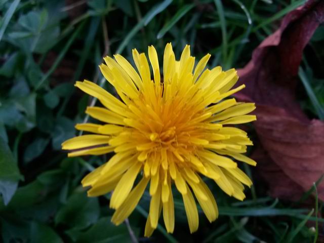 Taraxacum sp. (Asteraceae)
