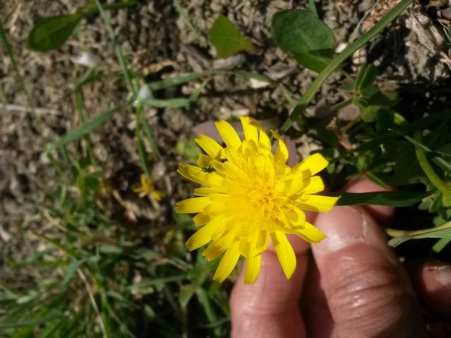 Sonchus bulbosus (=Aetheorriza bulbosa) / Radicchiella bulbosa