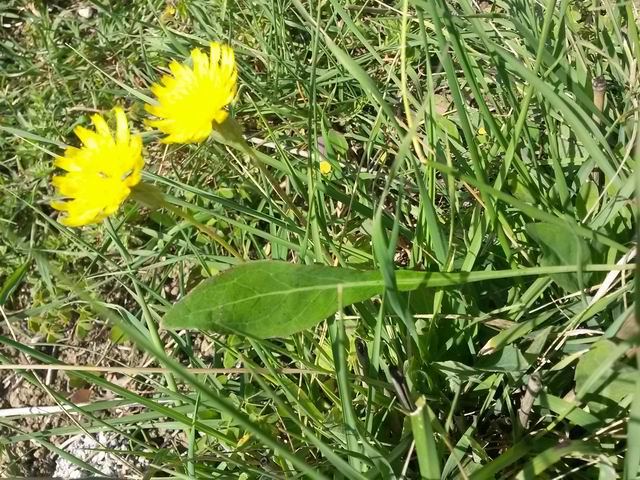 Sonchus bulbosus (=Aetheorriza bulbosa) / Radicchiella bulbosa