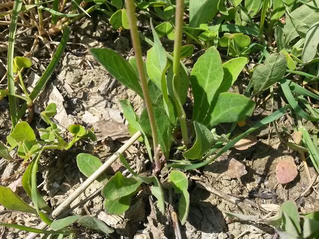 Sonchus bulbosus (=Aetheorriza bulbosa) / Radicchiella bulbosa