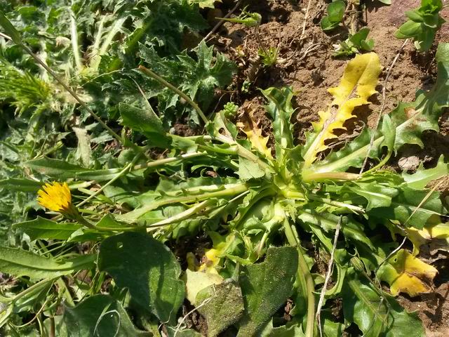 Hedypnois rhagadioloides  / Radicchio tubuloso