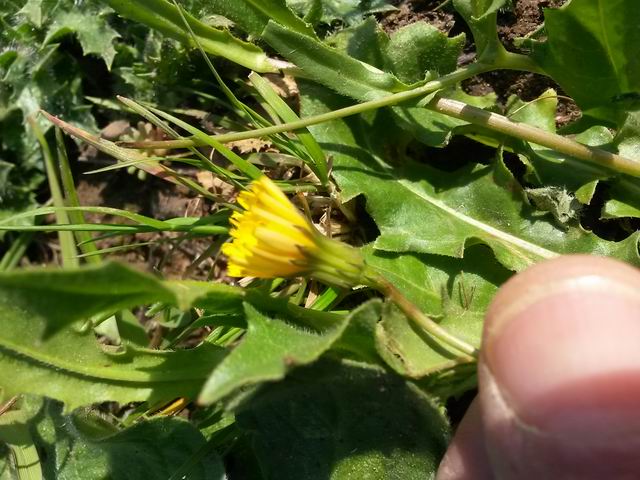 Hedypnois rhagadioloides  / Radicchio tubuloso