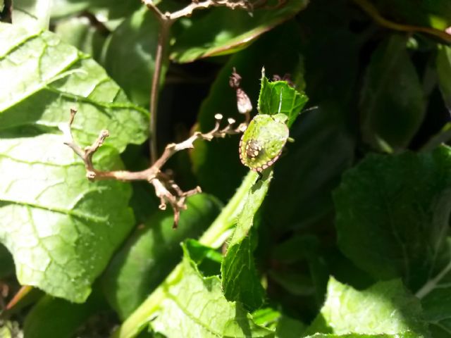 Neanide di Nezara viridula (Pentatomidae)