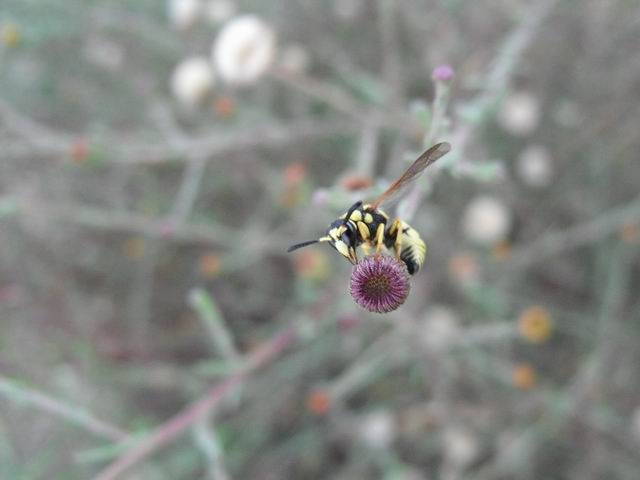 Eumeninae (?) da determinare