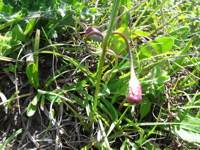 Romulea bulbocodium in frutto