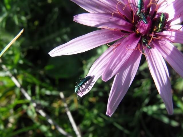 Psilothrix viridicoerulea, Dasytidae