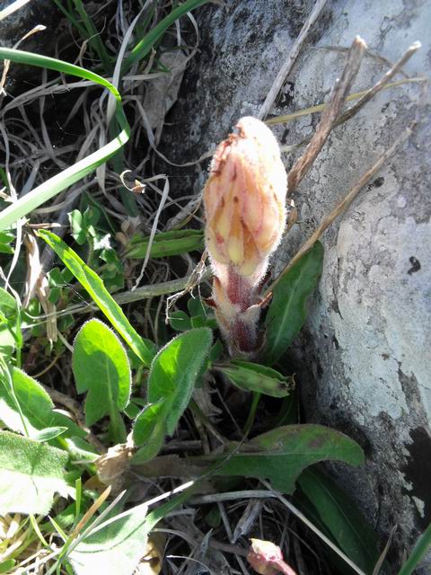 Orobanche sp.