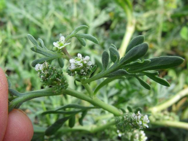 Lepidium coronopus / Lappolina gramignola