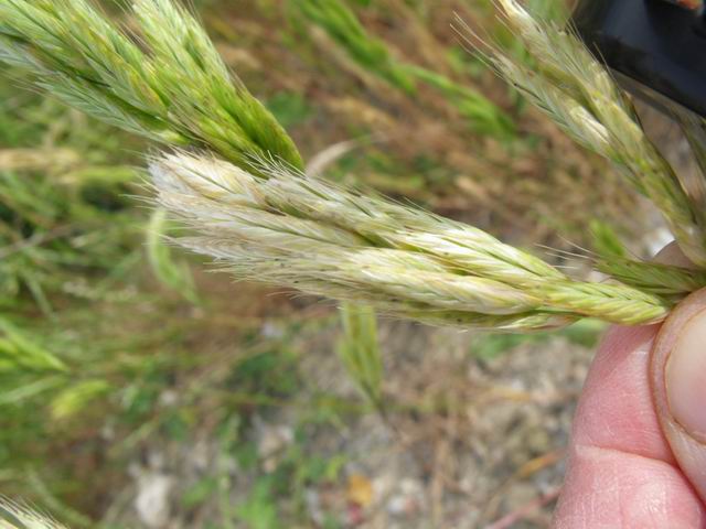 Bromus cfr. hordeaceus