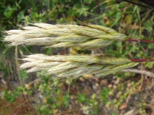 Bromus cfr. hordeaceus