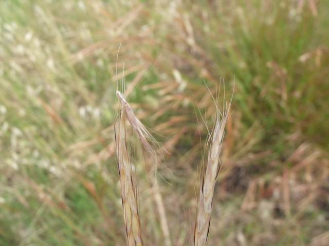 Andropogon distachyos / Barbone a due spighe