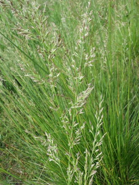 Lolium arundinaceum (=Festuca arundinacea ) / Festuca falascona