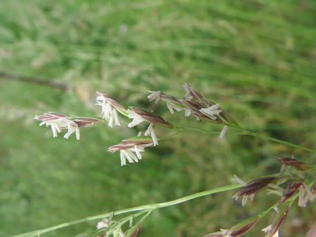 Lolium arundinaceum (=Festuca arundinacea ) / Festuca falascona