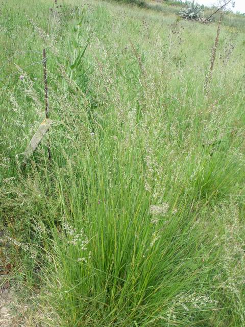 Lolium arundinaceum (=Festuca arundinacea ) / Festuca falascona