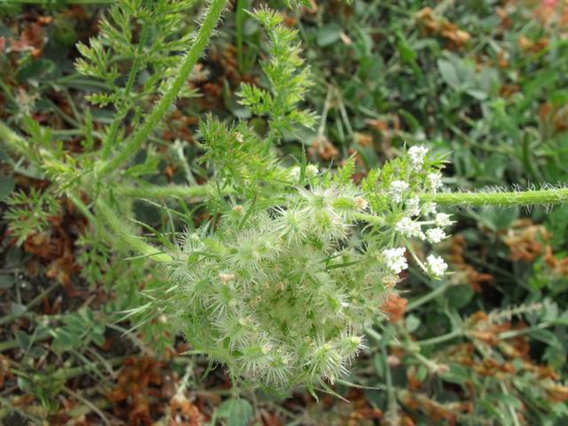Daucus muricatus?