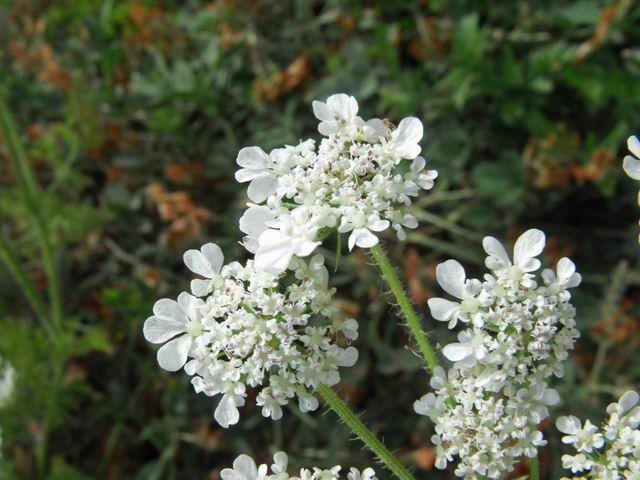 Daucus muricatus?
